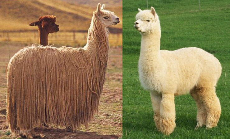 alpaca