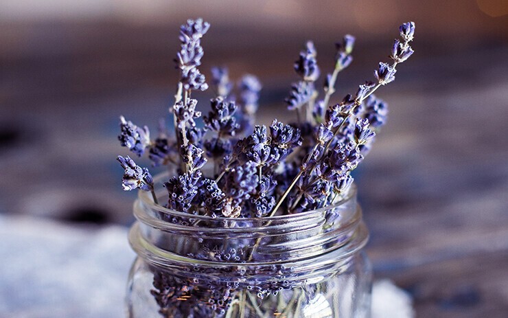 lavender beauty