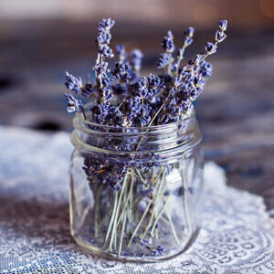 lavender beauty