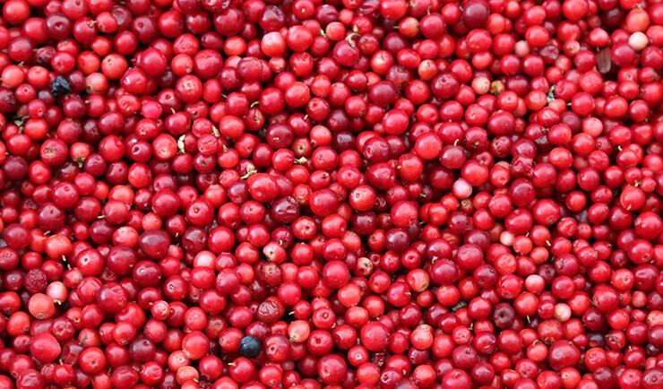 cranberry oil