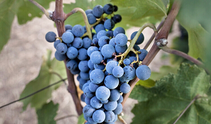 Xinomavro wine
