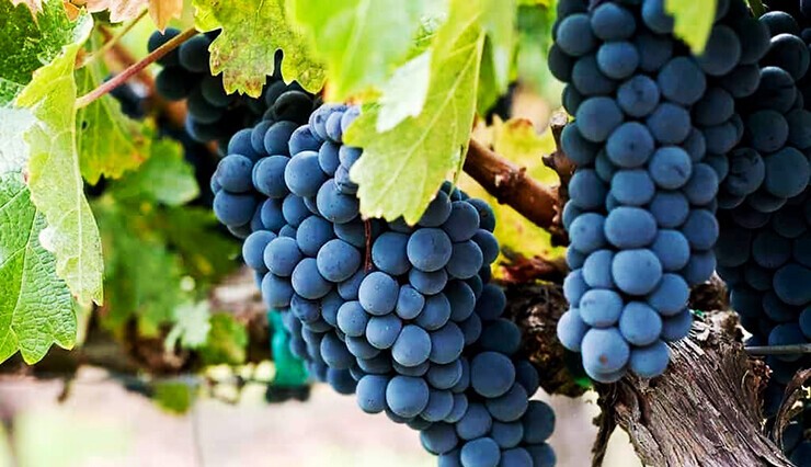 Zinfandel wine