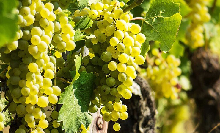 Macabeu wine