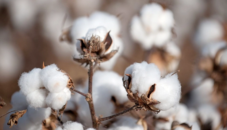 Premium Cotton Varieties