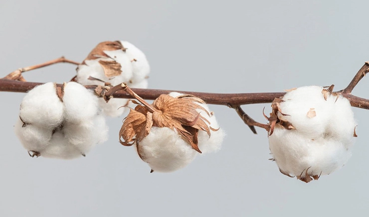 Premium Cotton Varieties