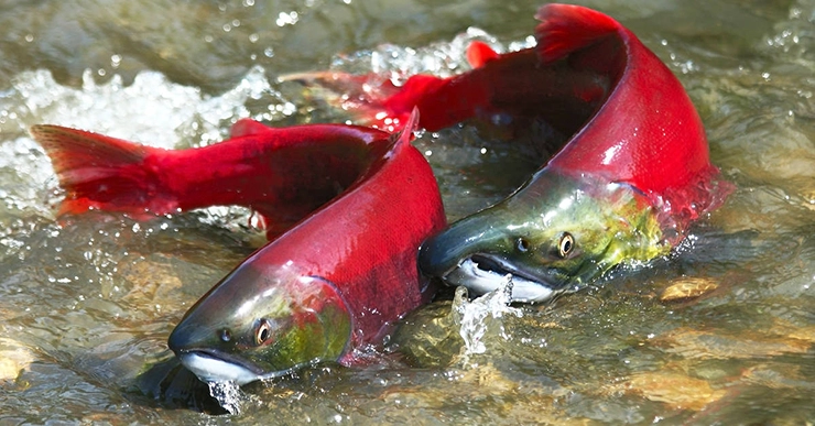Sockeye Salmon guide