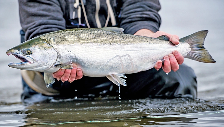salmon fish how to choose