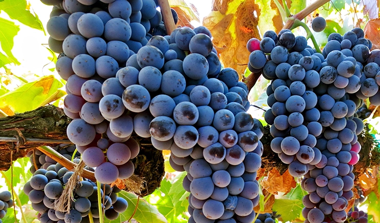 Touriga Nacional wine