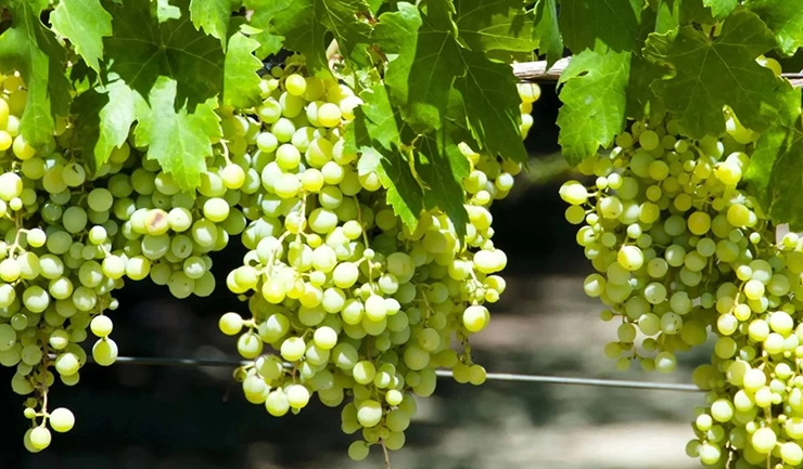 Verdelho wine