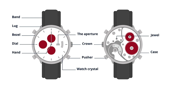 watch anatomy