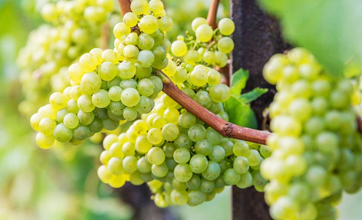 Silvaner wine what to eat with