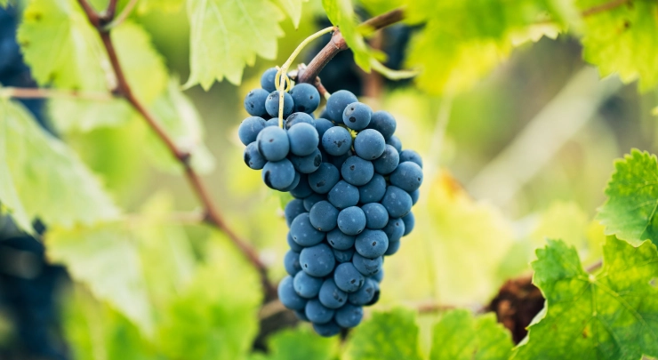Sagrantino wine
