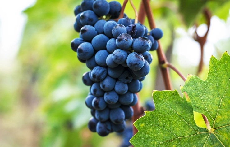 Sangiovese wine