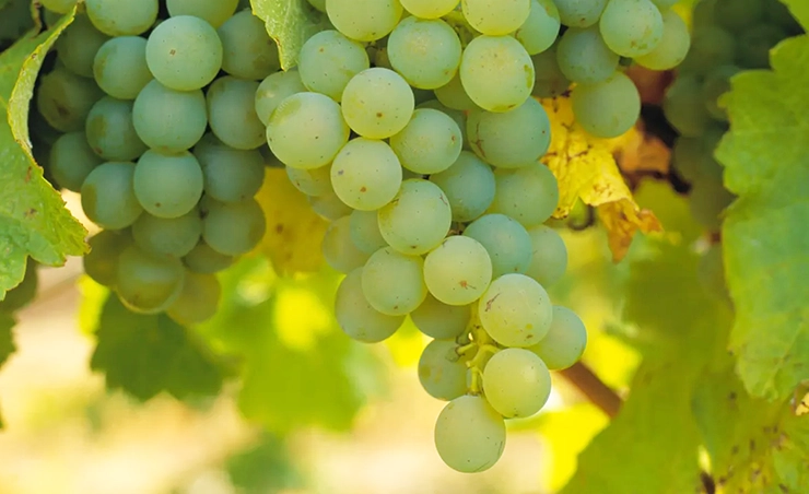 Sauvignon Blanc wine