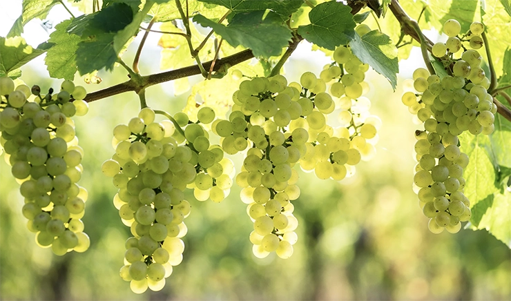Pinot Blanc wine