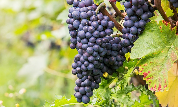 Pinot Meunier wines