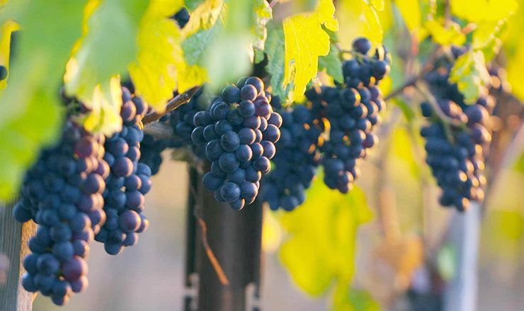 Pinot Noir wine