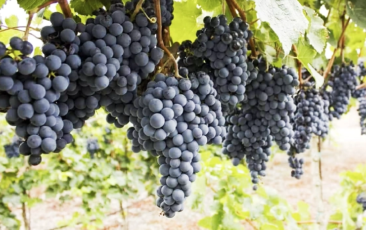 Petite Sirah wines