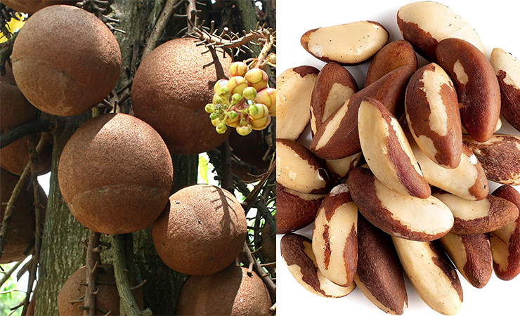 Brazil Nut