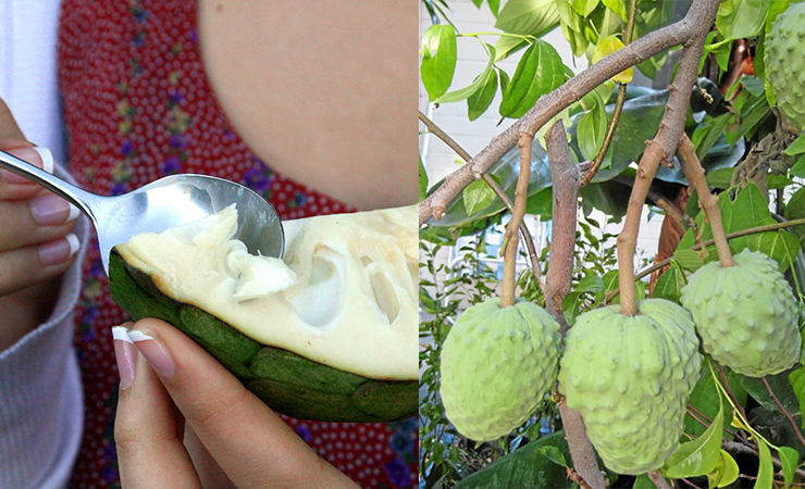 Cherimoya
