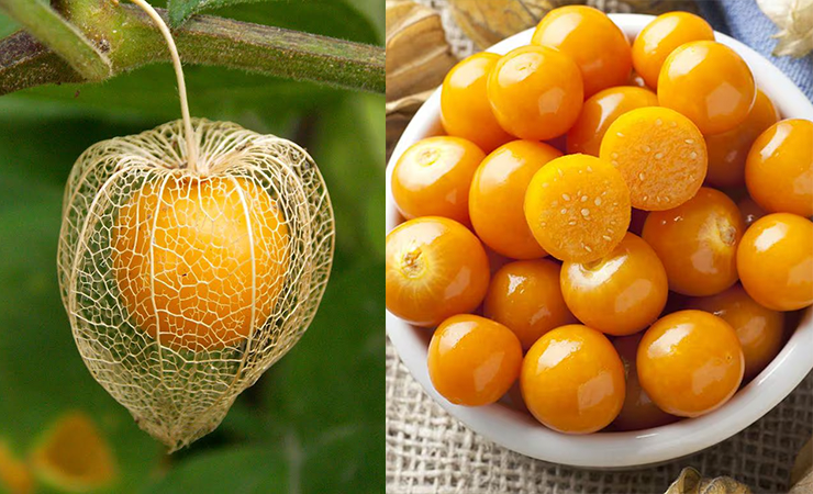 goldenberry