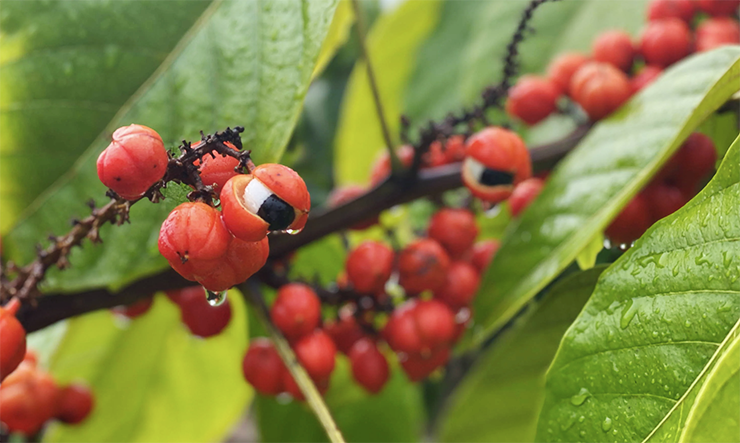 Guarana