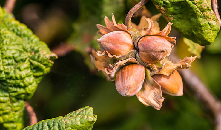 Hazelnut