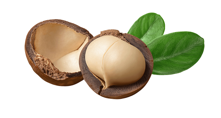 Macadamia what is