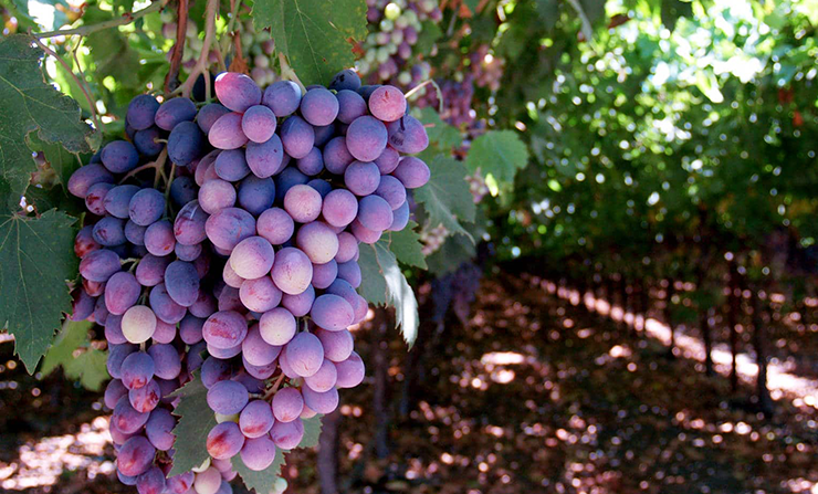Norton grape