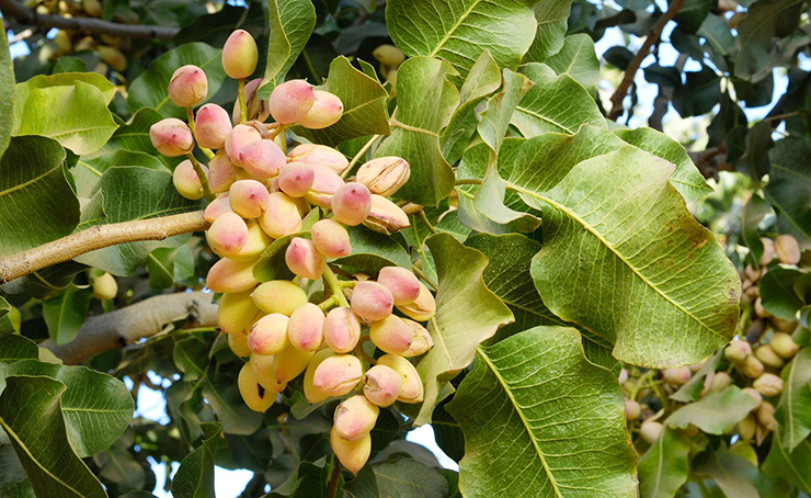 Pistachios