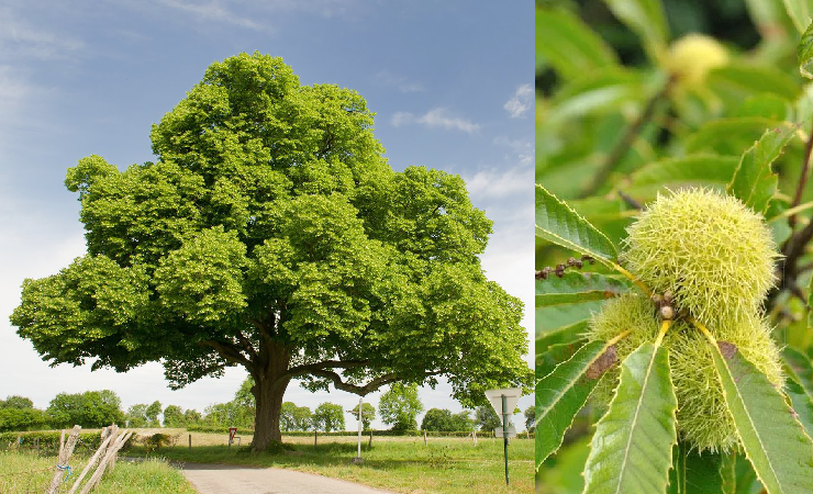 American Chestnut