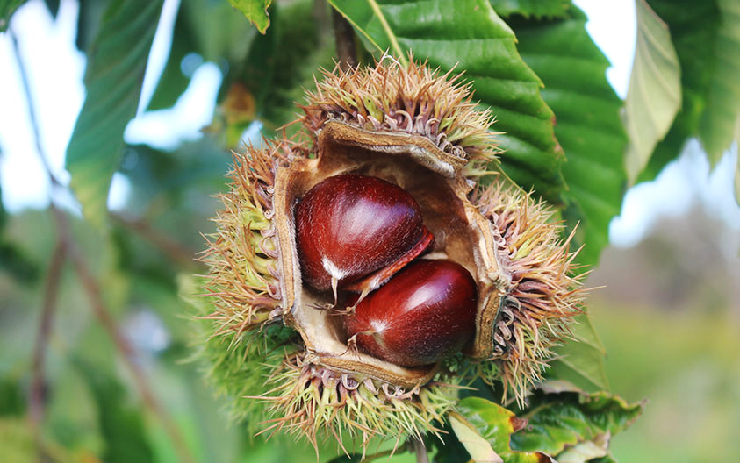 American Chestnut
