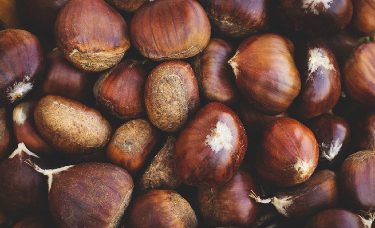 American Chestnut