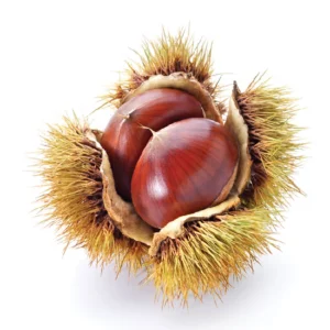 American Chestnut