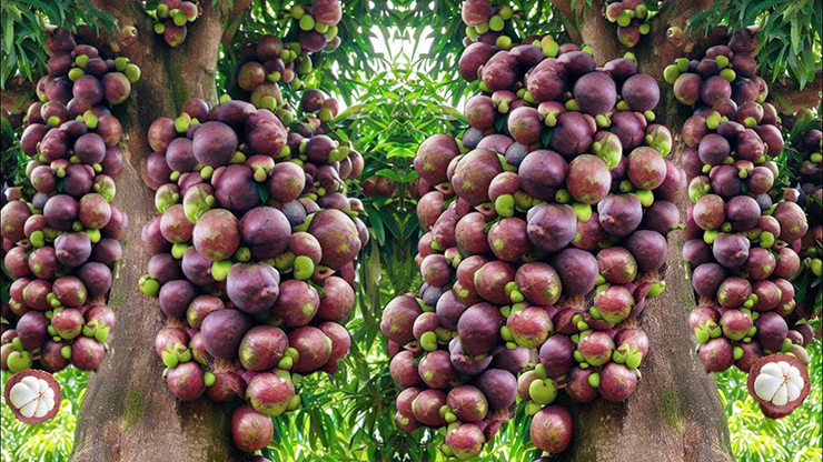 Mangosteen