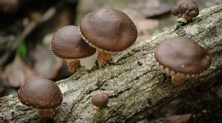 Shiitake mushrooms