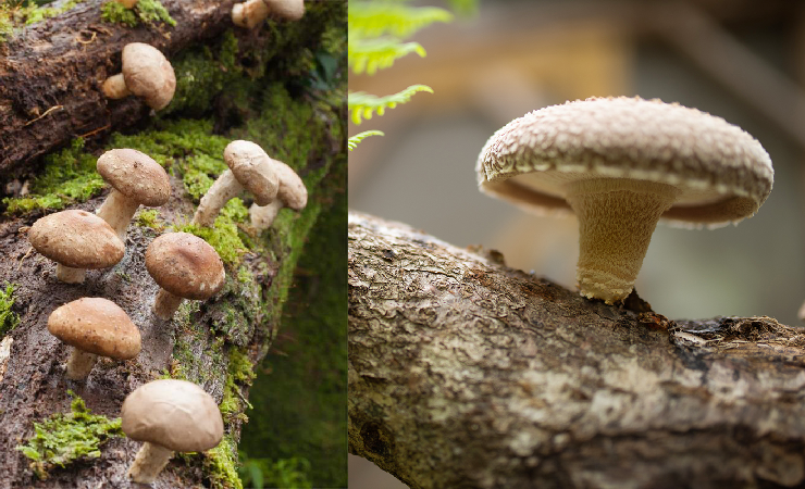 Shiitake mushrooms