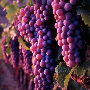 montepulciano wine