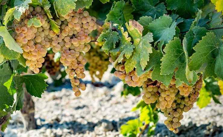Pedro Ximénez wines