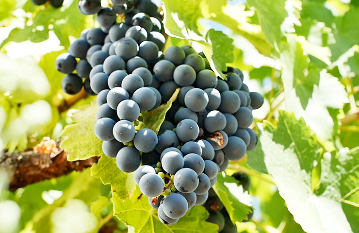 gamay wine