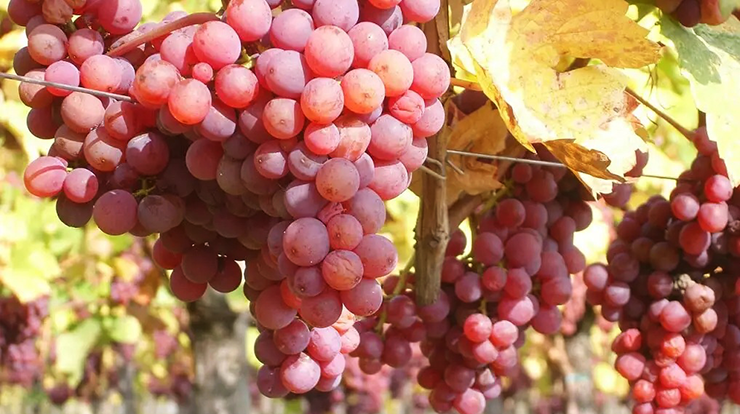 Gewürztraminer grape