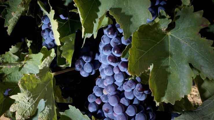 Frappato wines