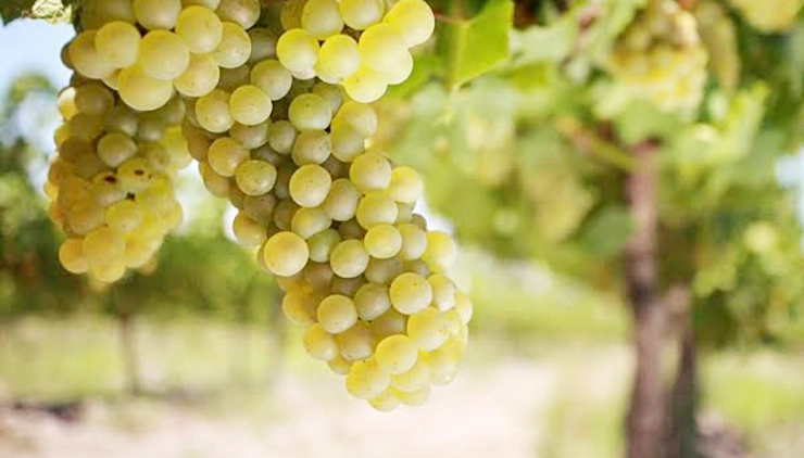 cortese grape wine